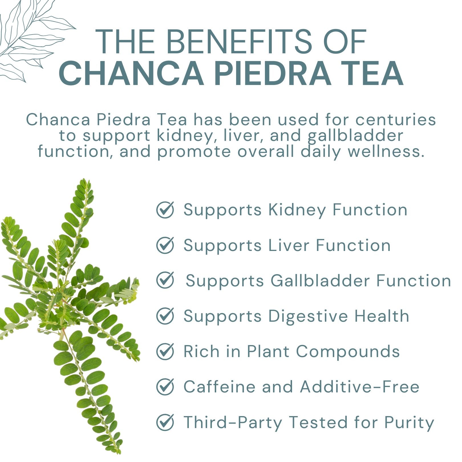 Chanca Piedra Tea - Natural Stone Breaker Herb - 8 oz